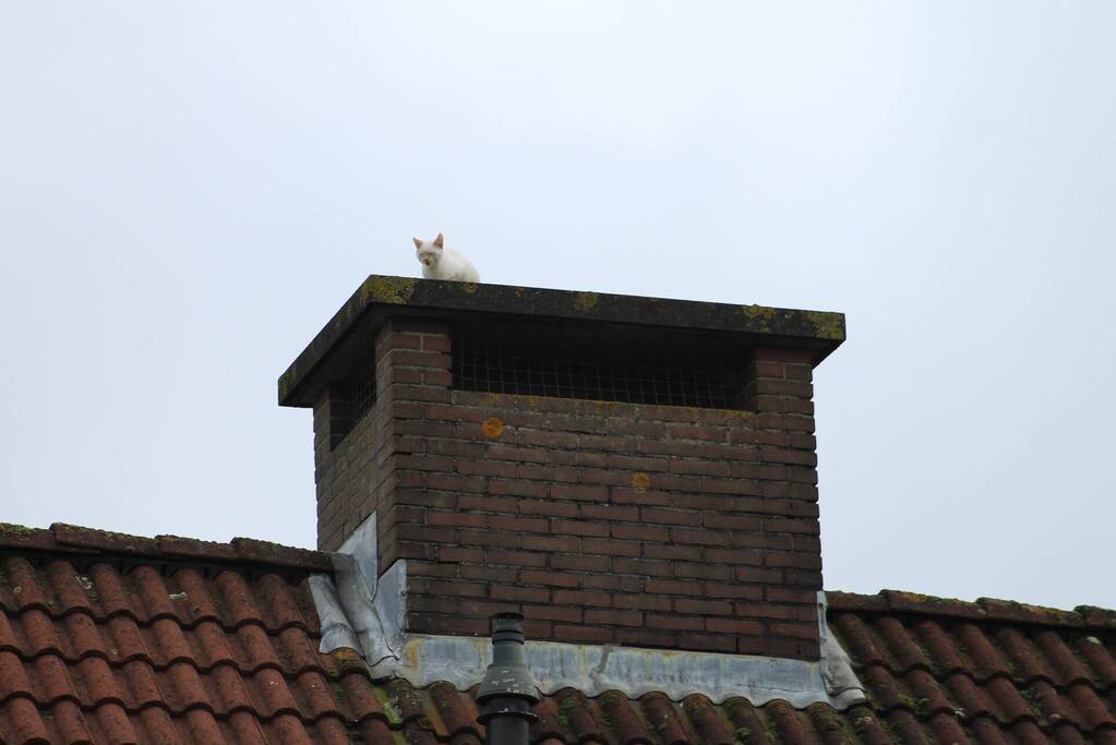 Kat vast op schoorsteen