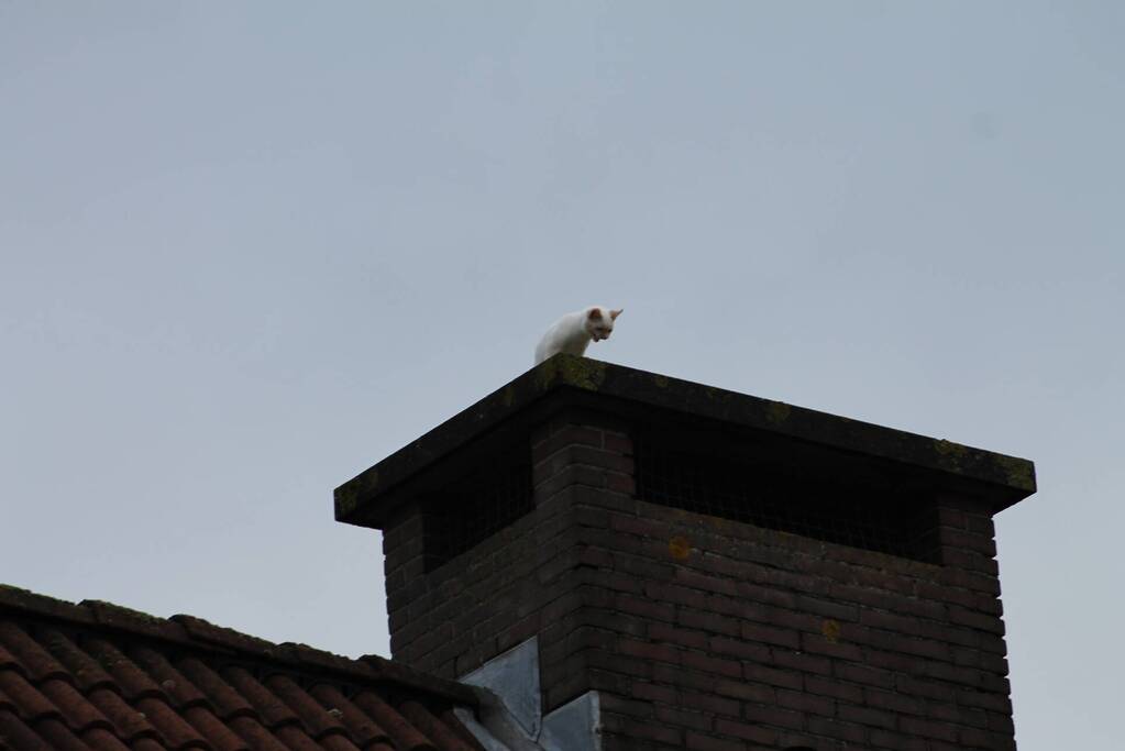 Kat vast op schoorsteen