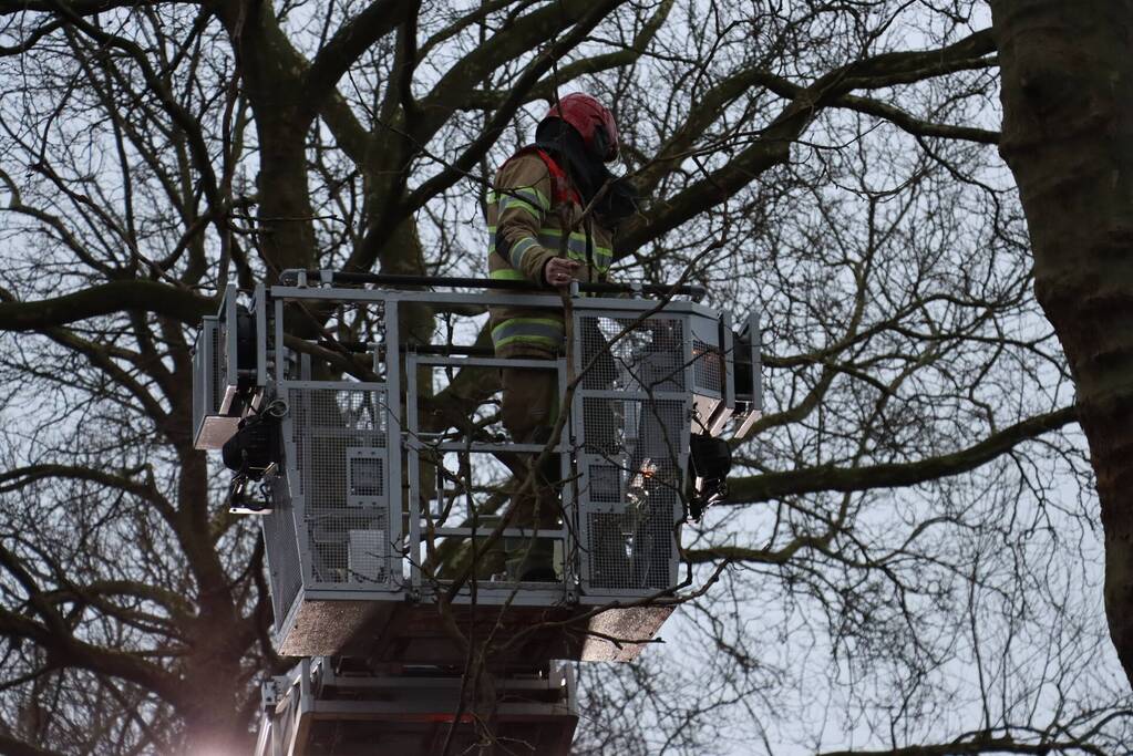 Gevaarlijke hangende tak verwijderd