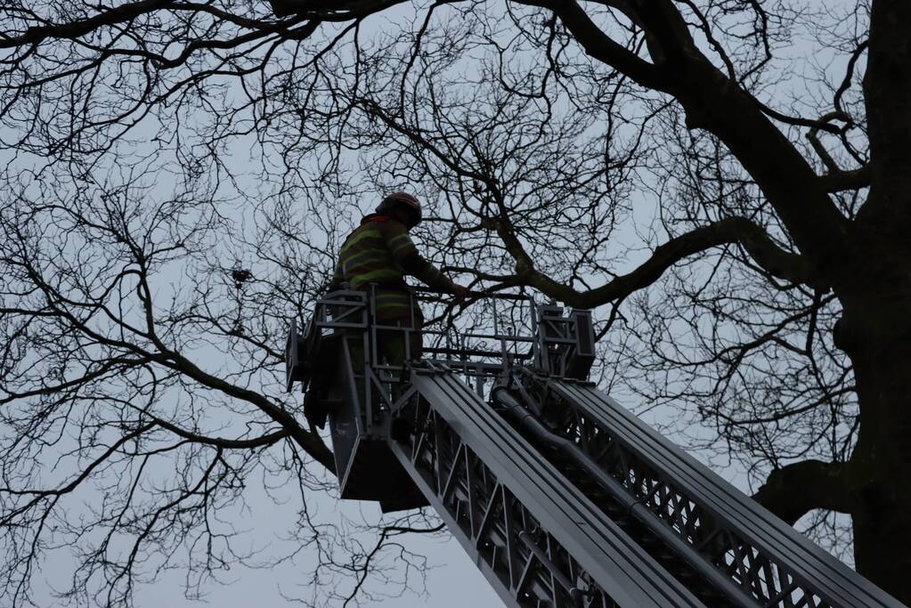 Gevaarlijke hangende tak verwijderd
