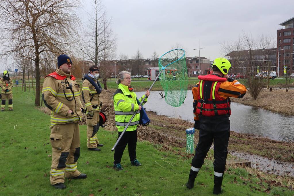 Zwaan met poot vast aan visdraad