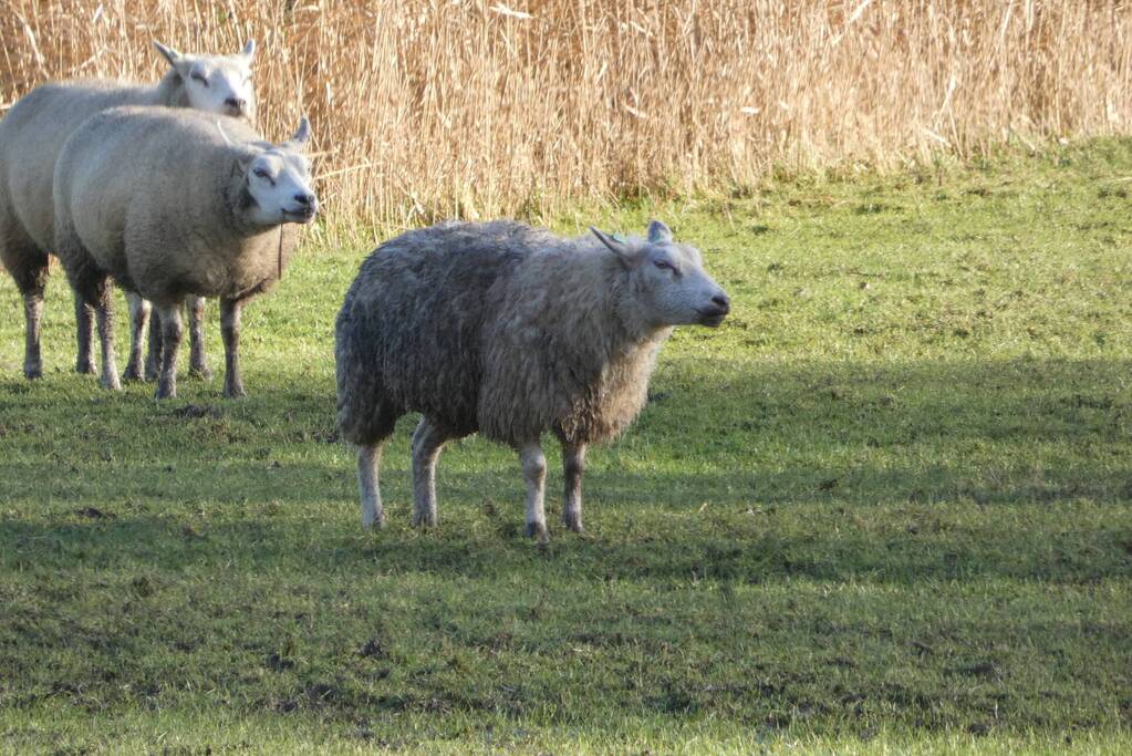 Brandweer redt schaap uit water