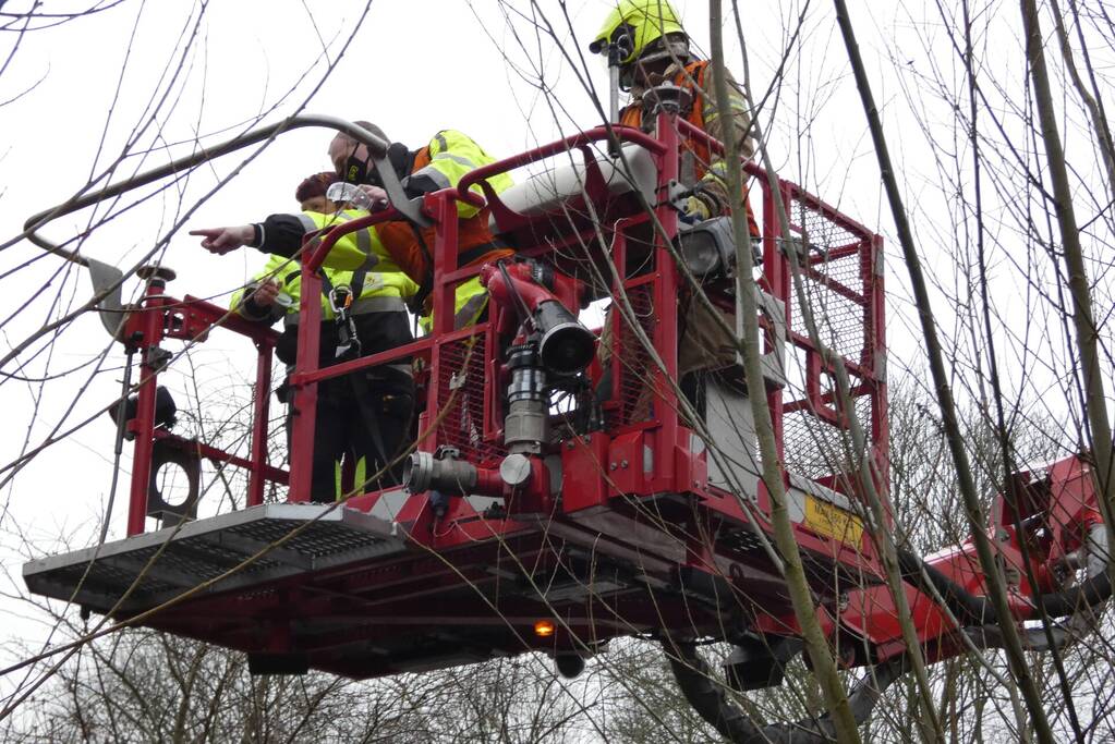 Brandweer redt uil uit boom