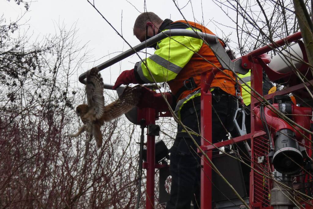 Brandweer redt uil uit boom