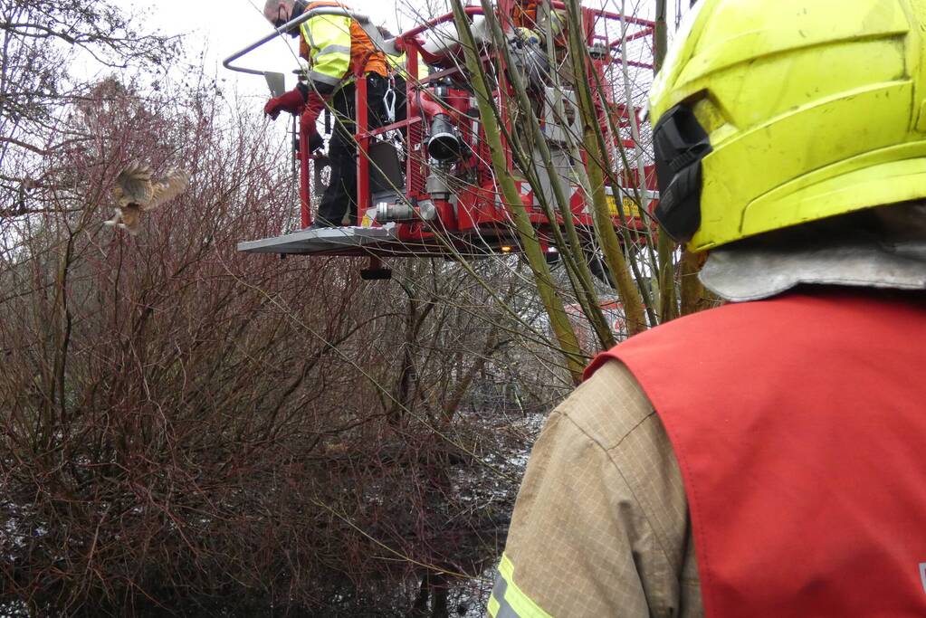 Brandweer redt uil uit boom