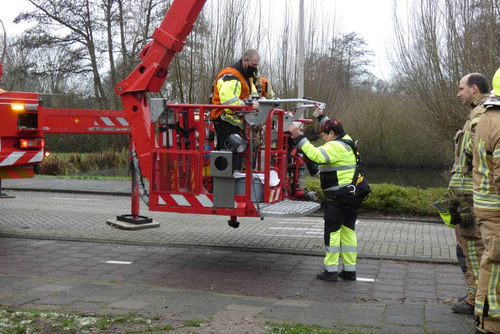 Brandweer redt uil uit boom
