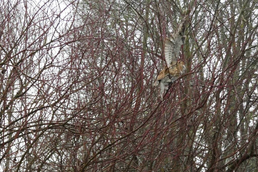 Brandweer redt uil uit boom