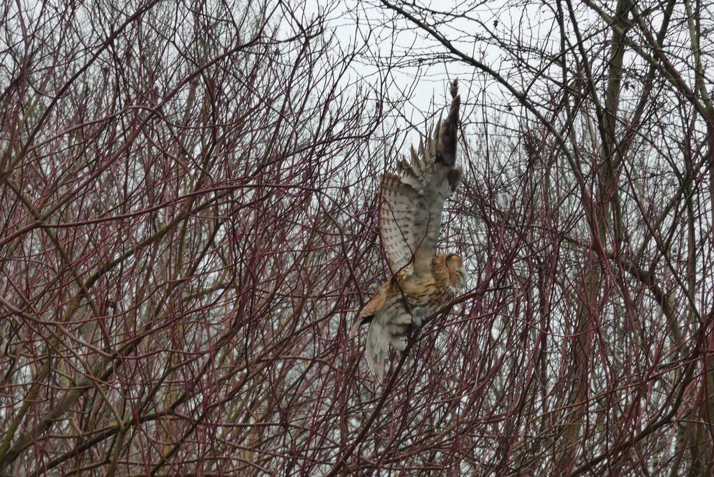 Brandweer redt uil uit boom