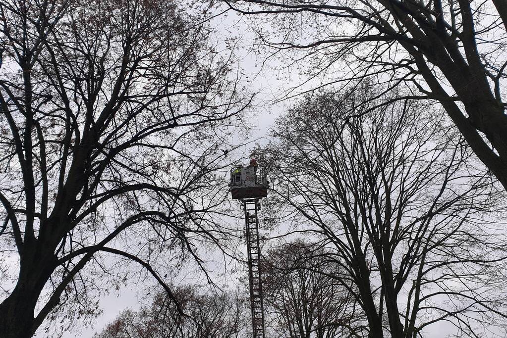 Brandweer haalt vast zittende vogel uit boom