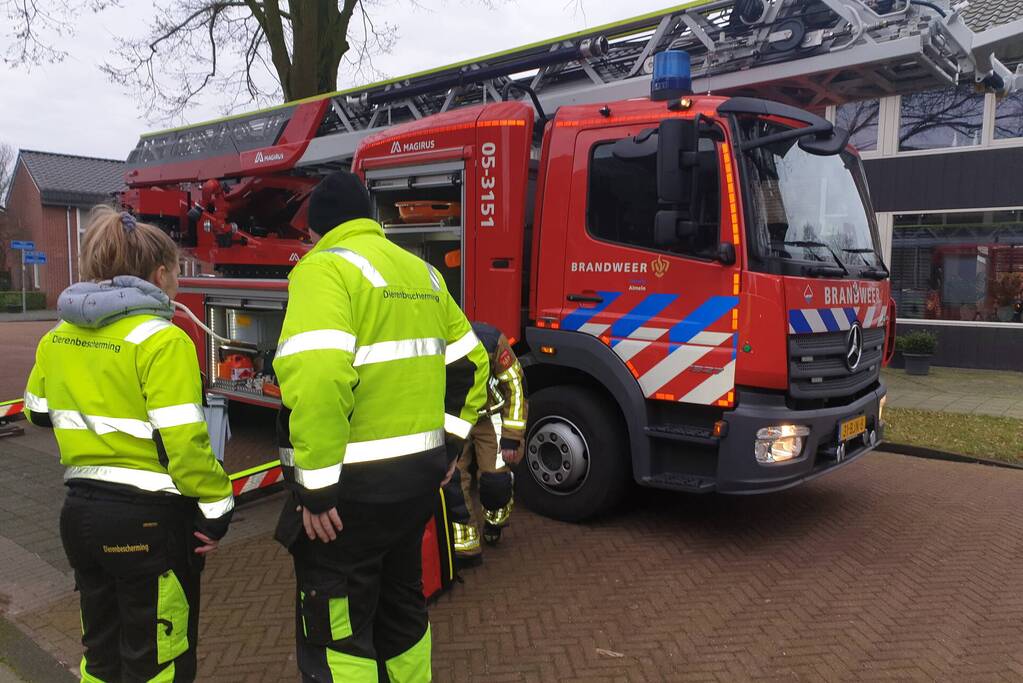 Brandweer haalt vast zittende vogel uit boom