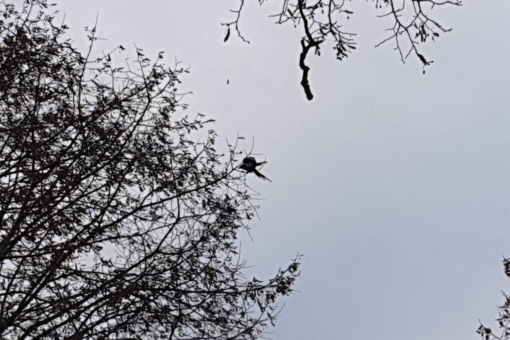 Brandweer haalt vast zittende vogel uit boom