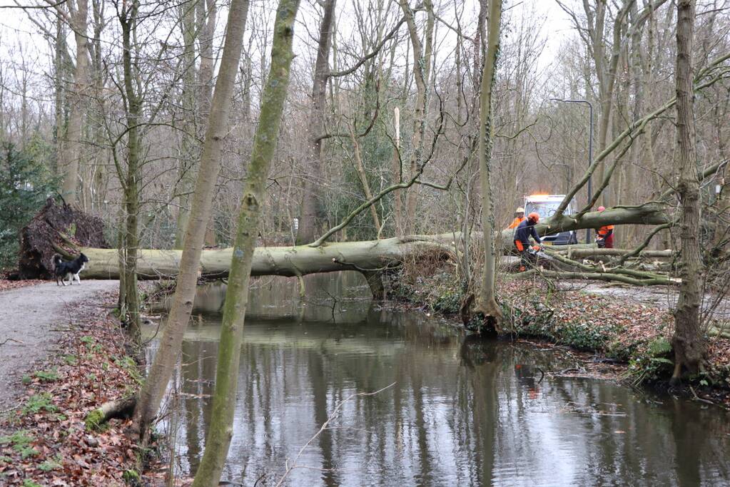 Omgevallen boom verspert fietspad Leidse Hout