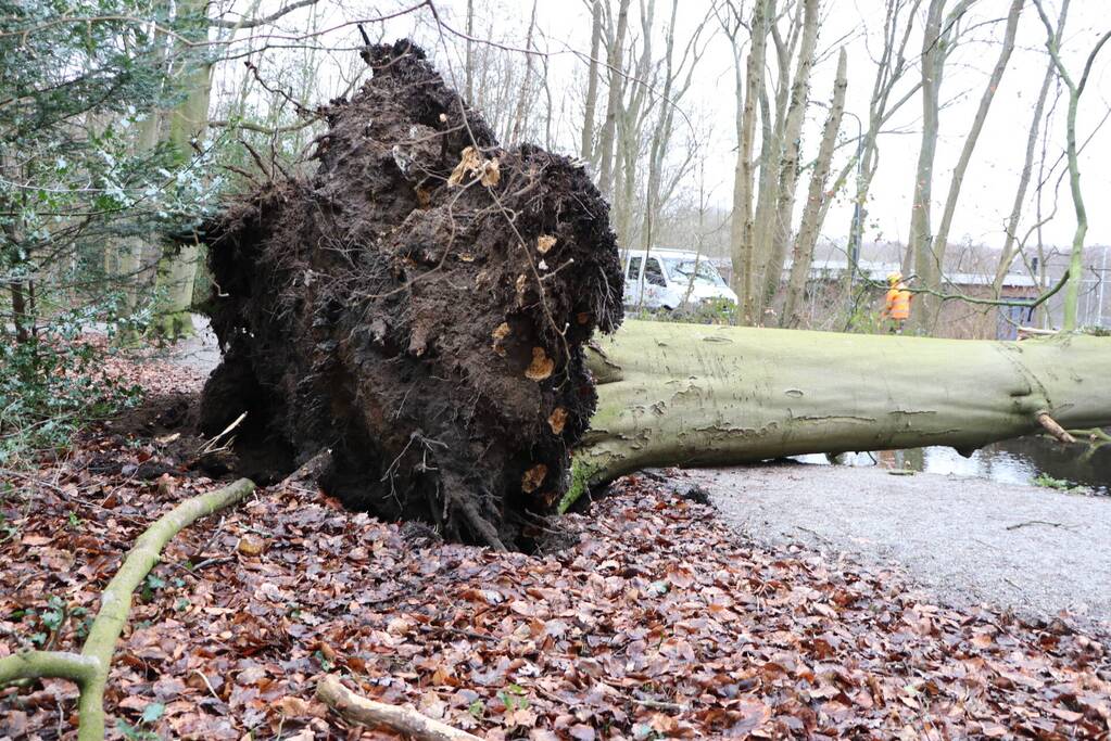Omgevallen boom verspert fietspad Leidse Hout