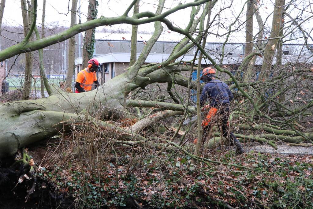 Omgevallen boom verspert fietspad Leidse Hout