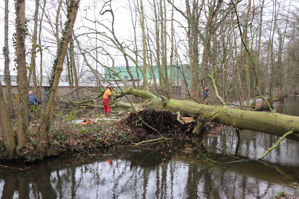Omgevallen boom verspert fietspad Leidse Hout
