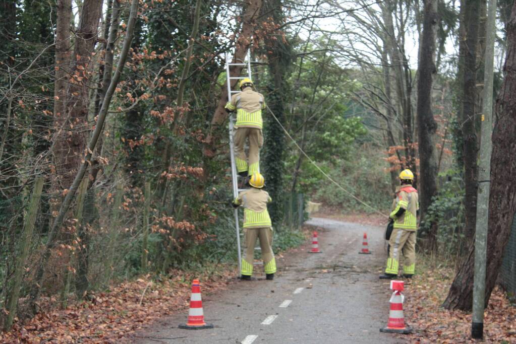 Boom hangt gevaarlijk over fietspad