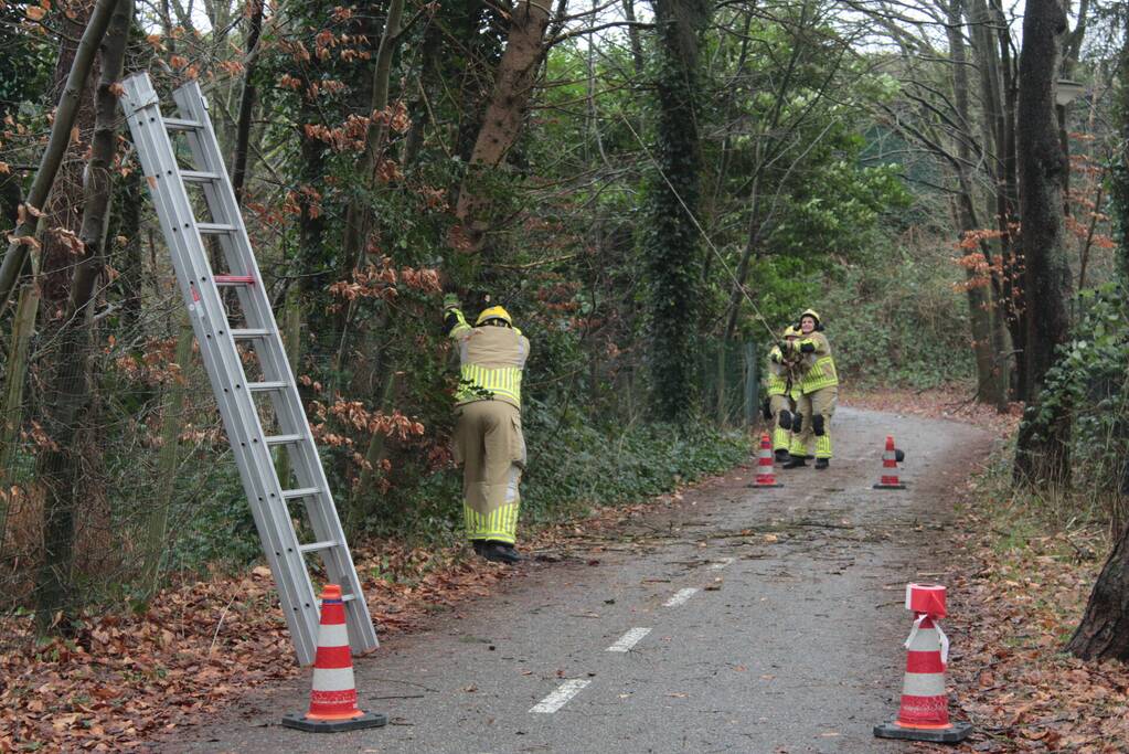 Boom hangt gevaarlijk over fietspad