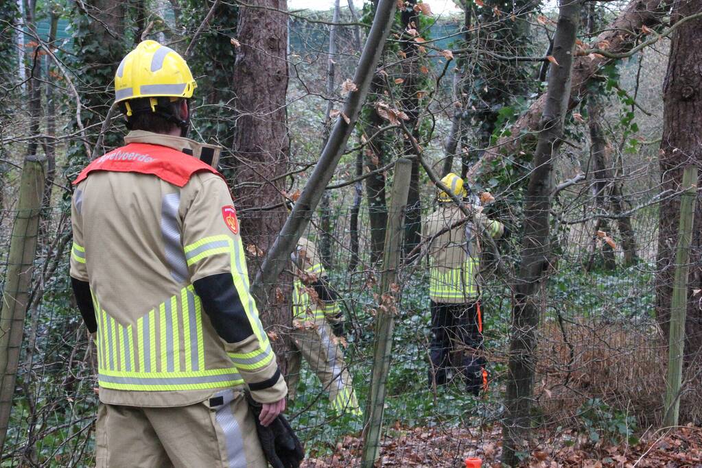 Boom hangt gevaarlijk over fietspad