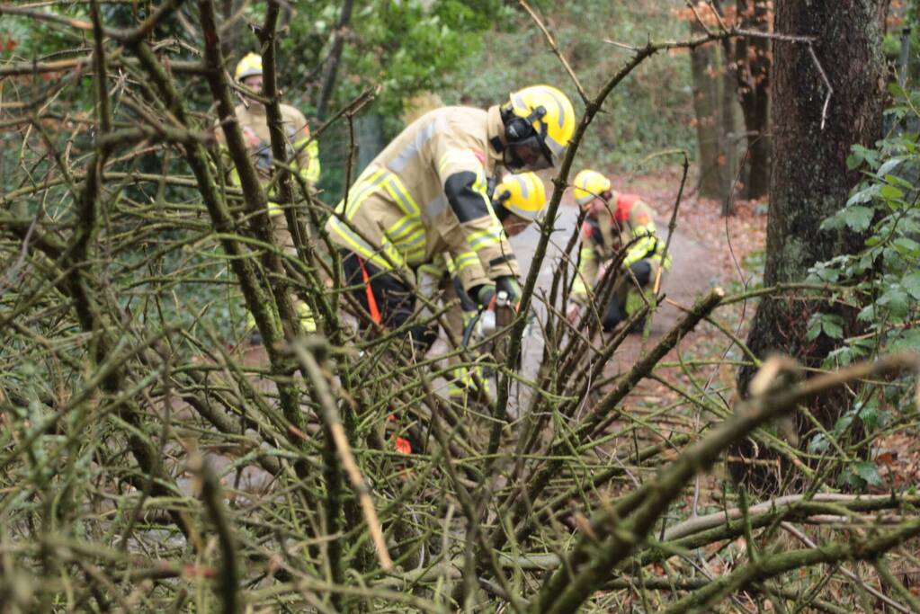 Boom hangt gevaarlijk over fietspad