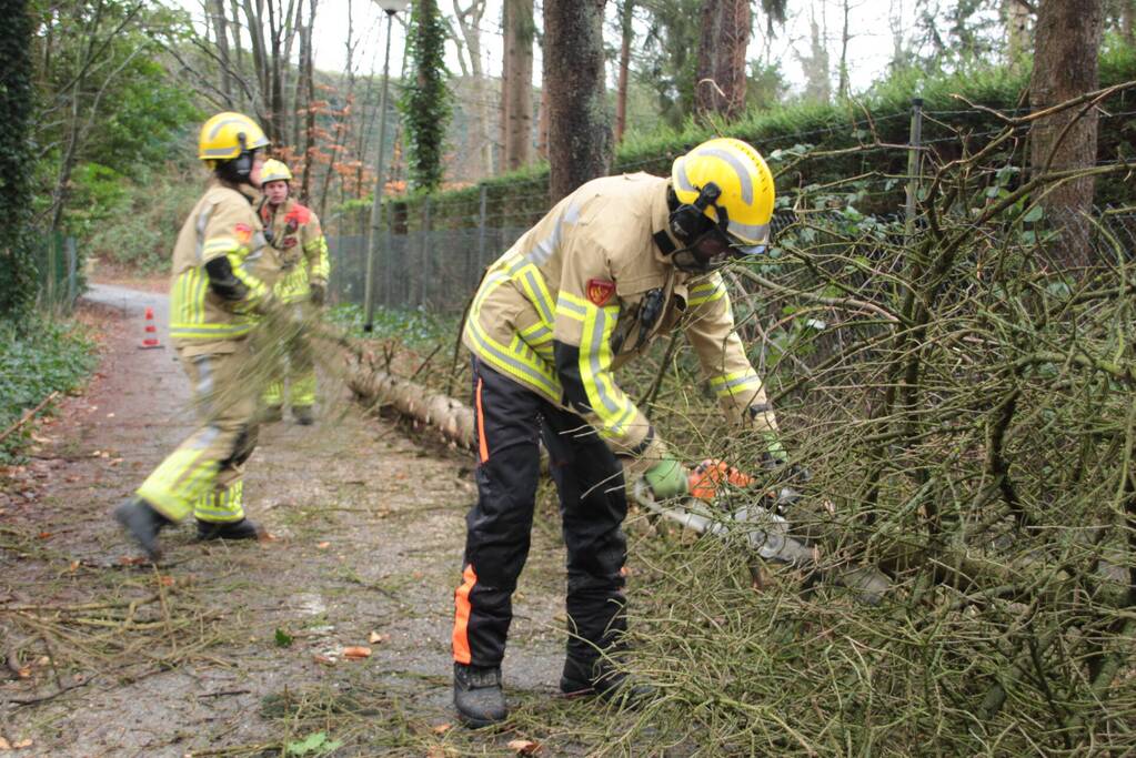 Boom hangt gevaarlijk over fietspad