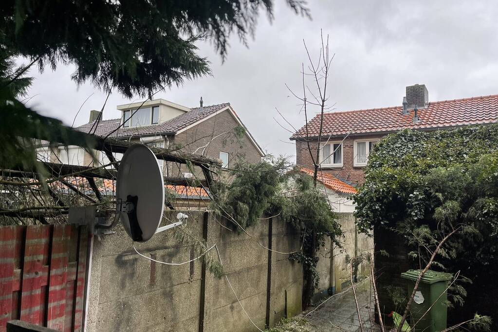 Conifeer boom belandt op schuur van buren