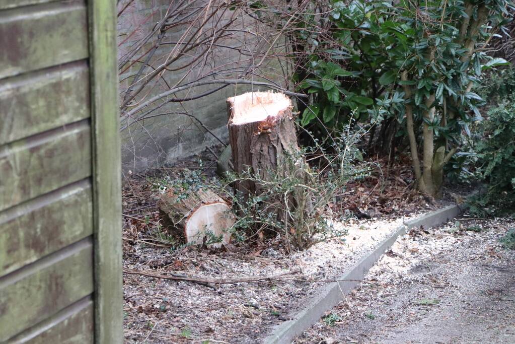 Brandweer zaagt omgewaaide boom in stukken
