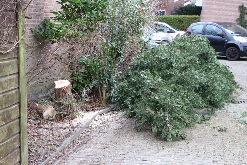 Brandweer zaagt omgewaaide boom in stukken