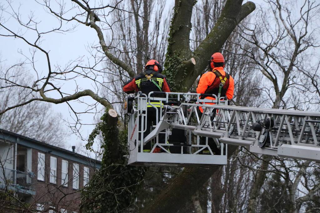Hulpdiensten handen vol aan omvallende boom