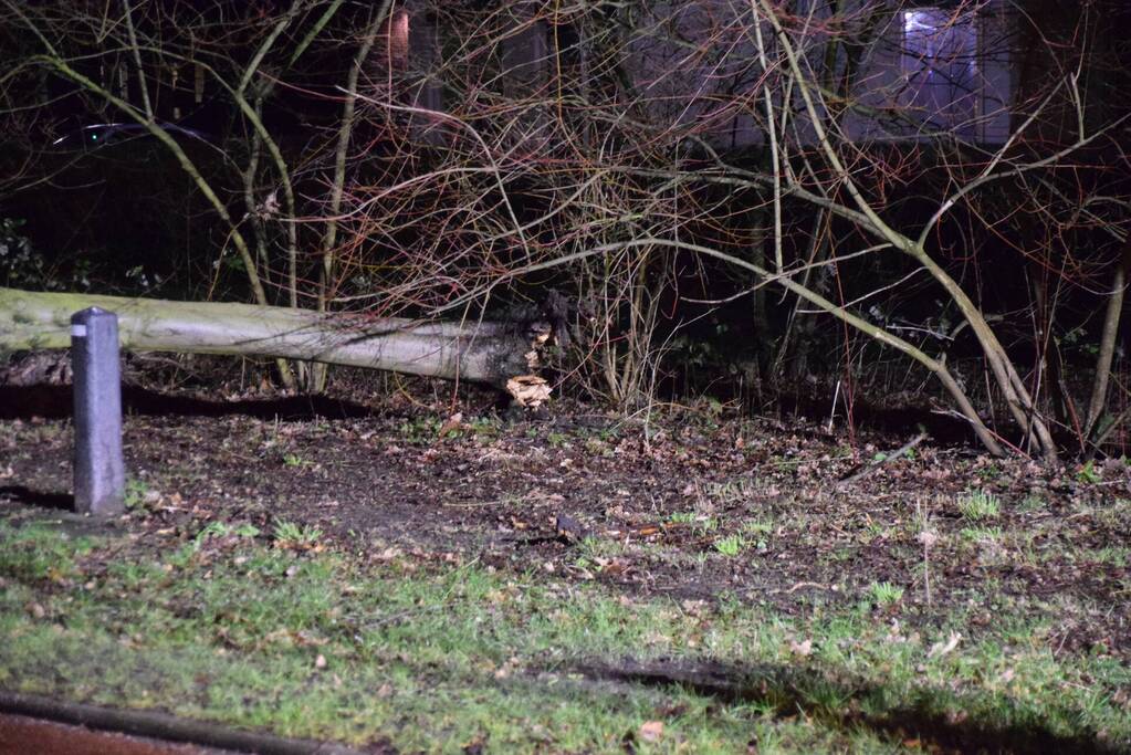 Boom waait over fietspad