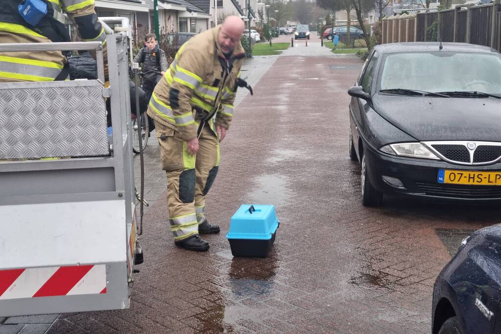 Baasje redt kat van het dak
