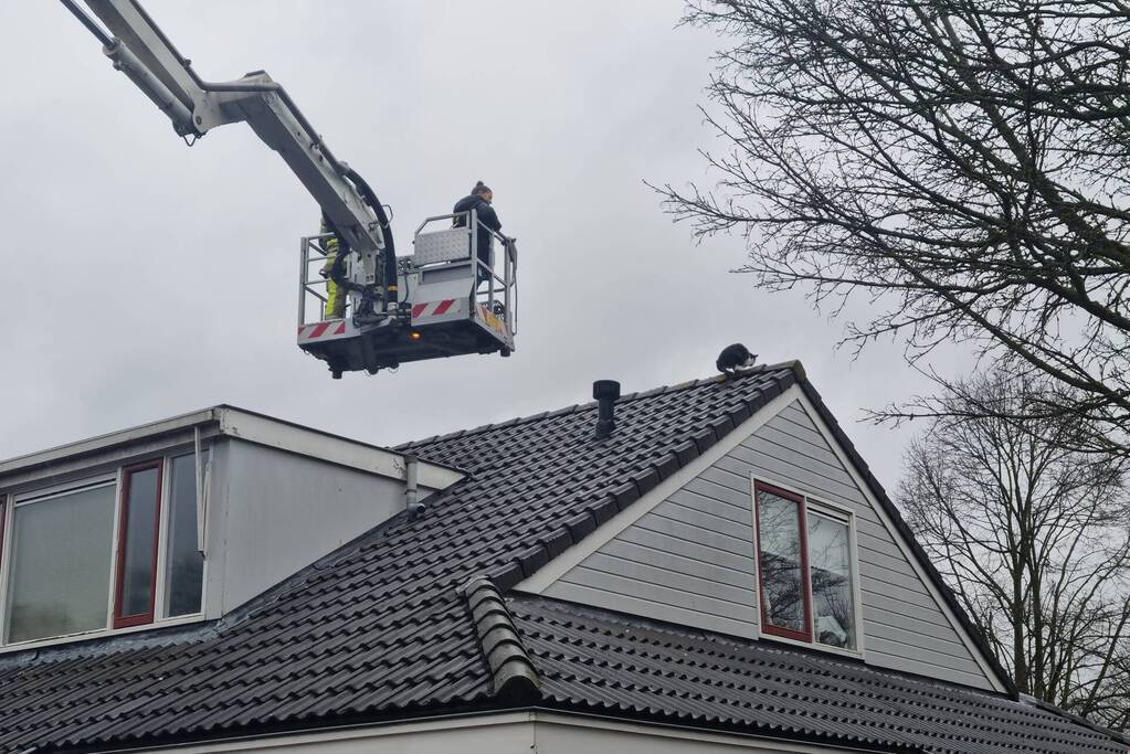 Baasje redt kat van het dak