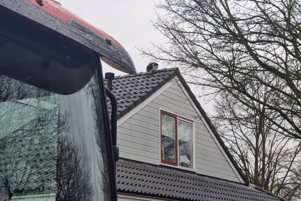 Baasje redt kat van het dak