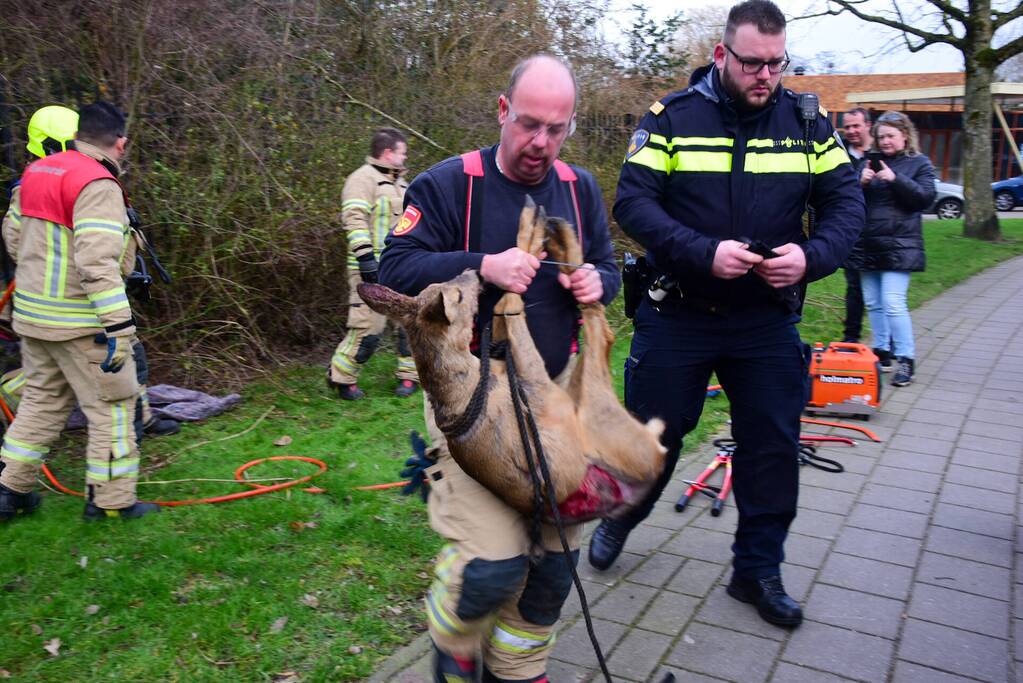 Brandweer redt ree uit hek