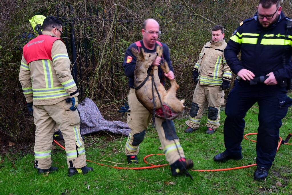 Brandweer redt ree uit hek