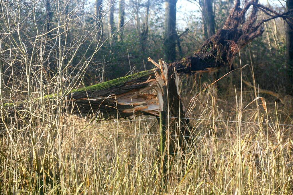 Omgewaaide boom verspert weg