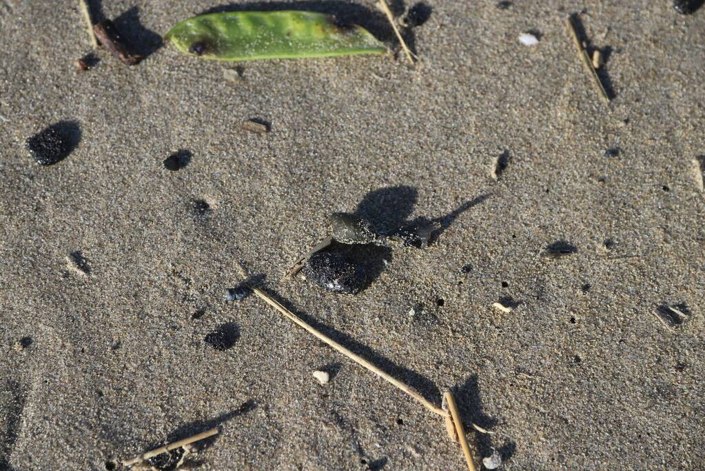 Meerdere bolletjes olie op strand aangetroffen