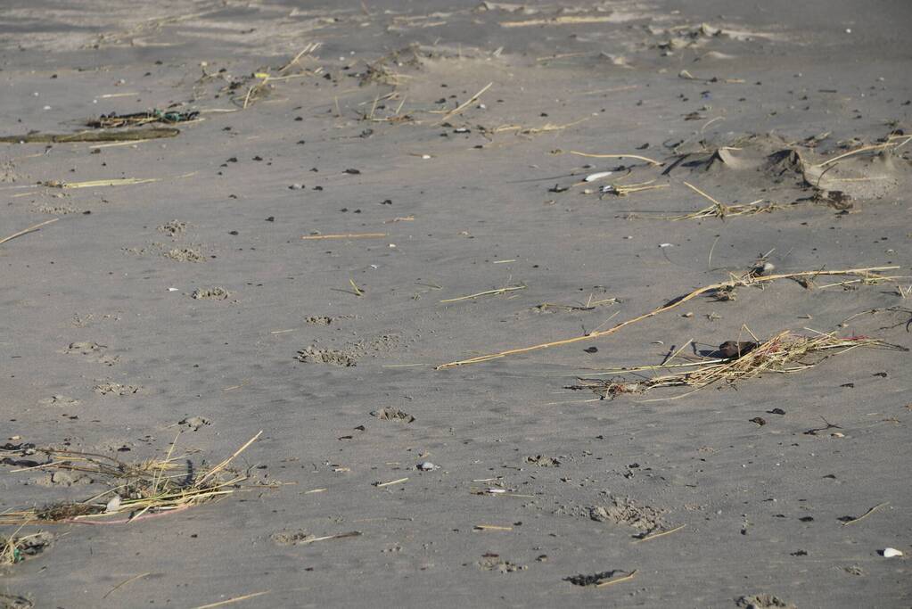 Meerdere bolletjes olie op strand aangetroffen