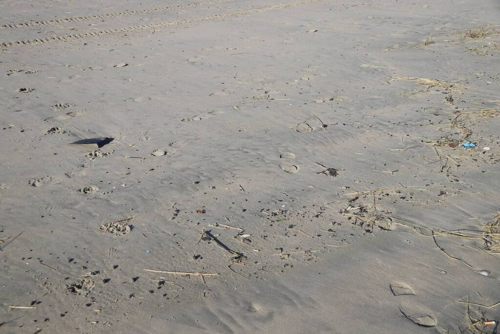 Meerdere bolletjes olie op strand aangetroffen