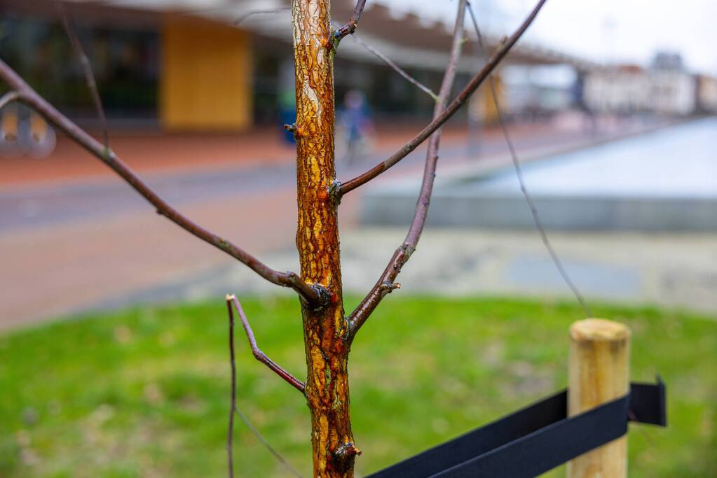 Actievoerders Greenpeace besmeuren geplante boom bij Staatsbosbeheer