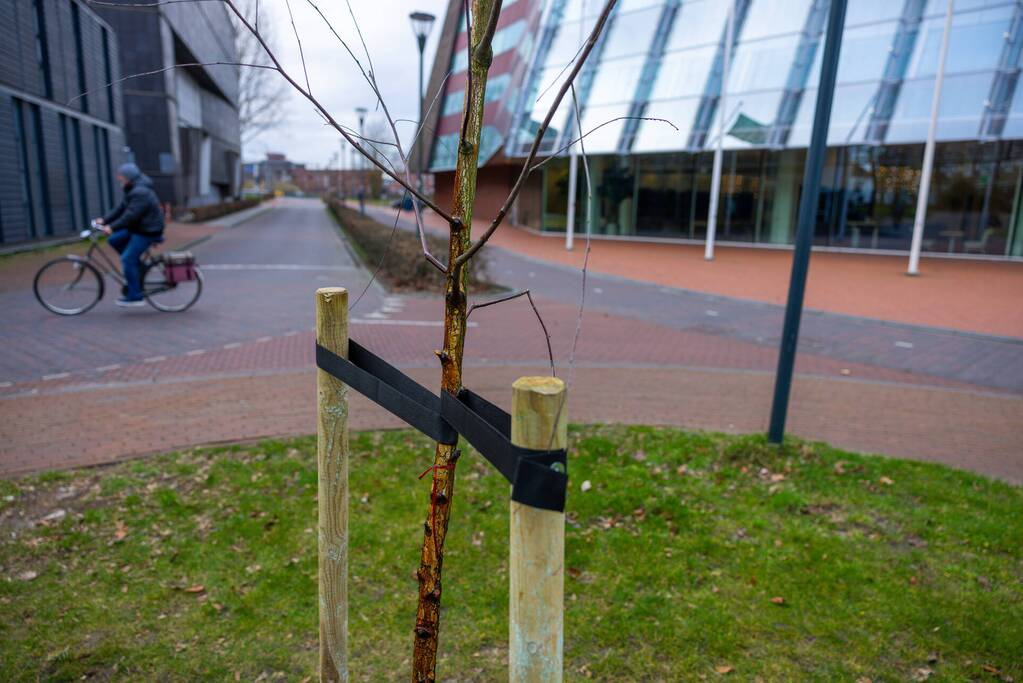 Actievoerders Greenpeace besmeuren geplante boom bij Staatsbosbeheer