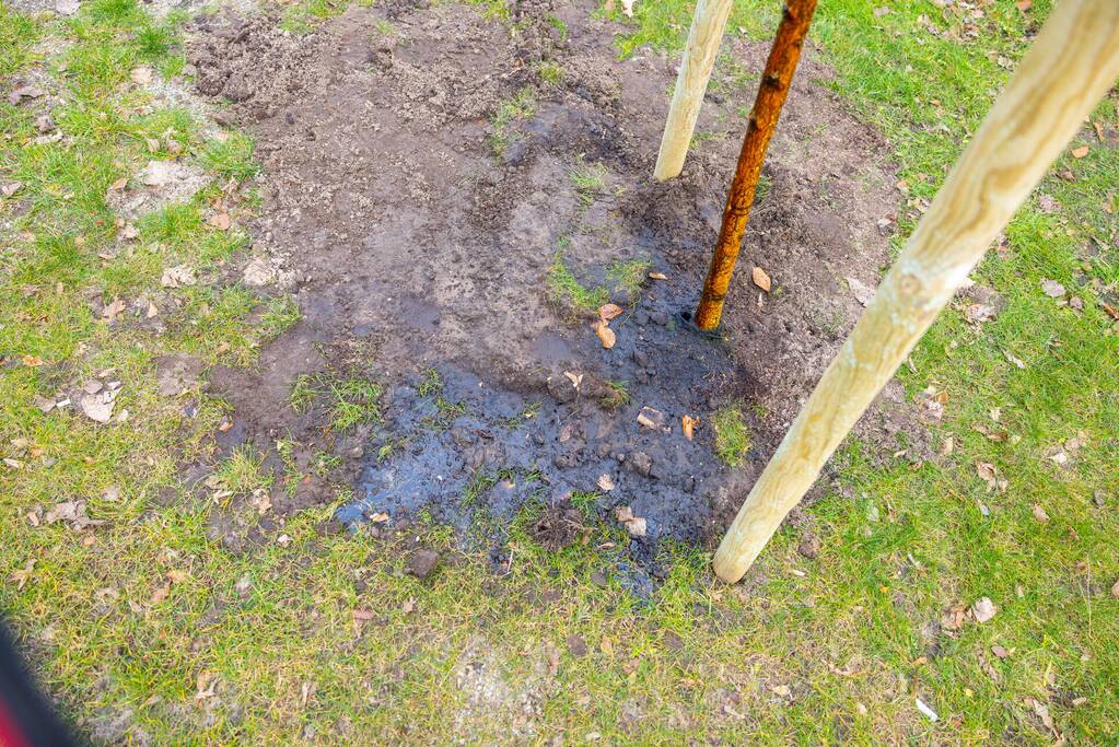 Actievoerders Greenpeace besmeuren geplante boom bij Staatsbosbeheer