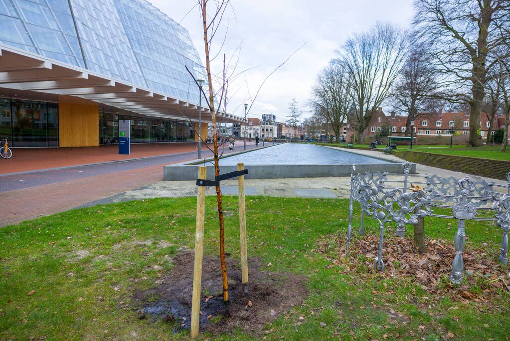 Actievoerders Greenpeace besmeuren geplante boom bij Staatsbosbeheer