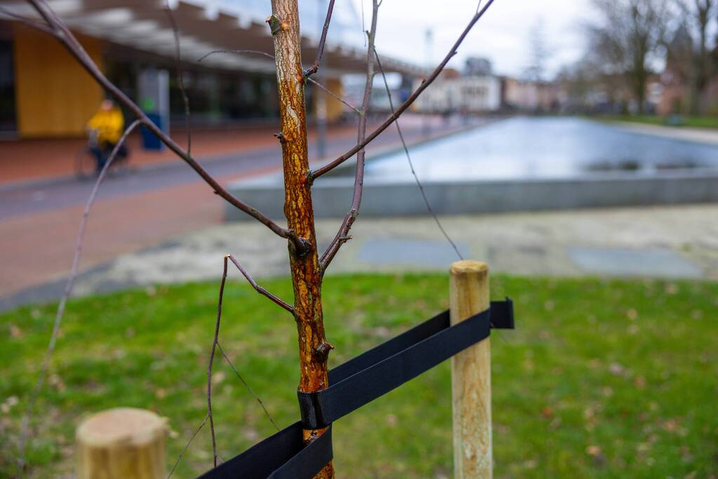 Actievoerders Greenpeace besmeuren geplante boom bij Staatsbosbeheer