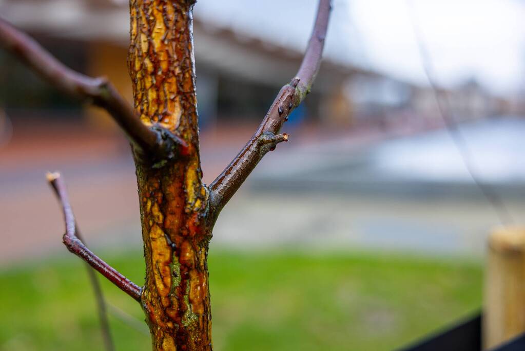 Actievoerders Greenpeace besmeuren geplante boom bij Staatsbosbeheer