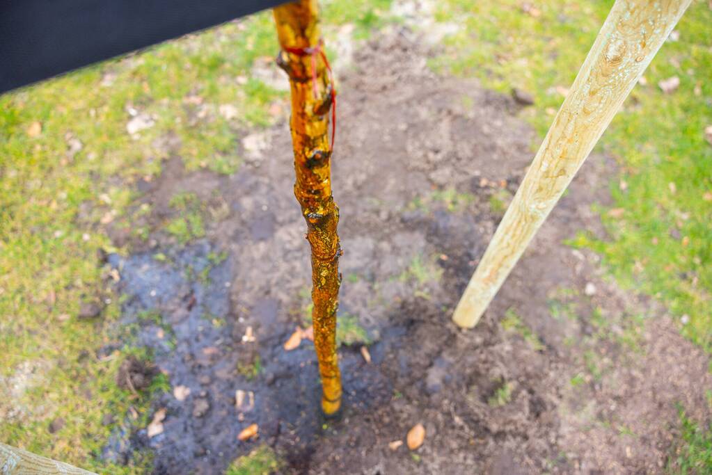 Actievoerders Greenpeace besmeuren geplante boom bij Staatsbosbeheer