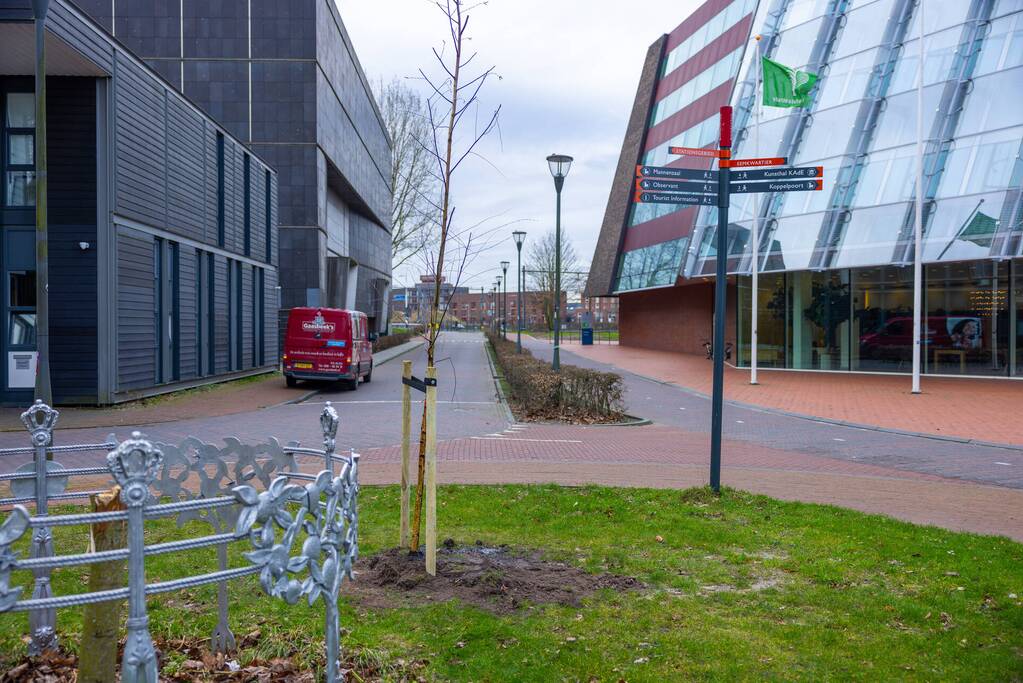 Actievoerders Greenpeace besmeuren geplante boom bij Staatsbosbeheer