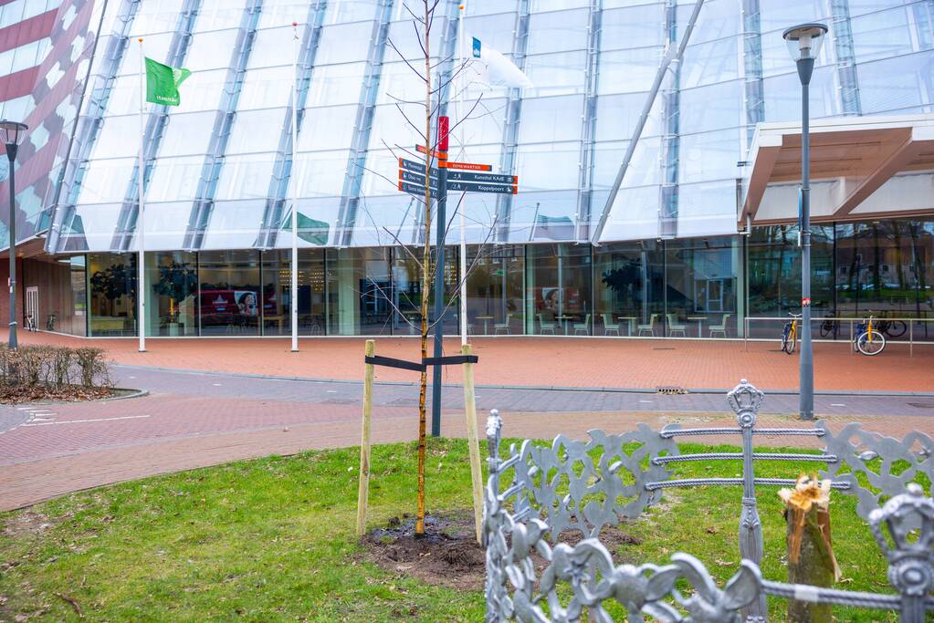 Actievoerders Greenpeace besmeuren geplante boom bij Staatsbosbeheer
