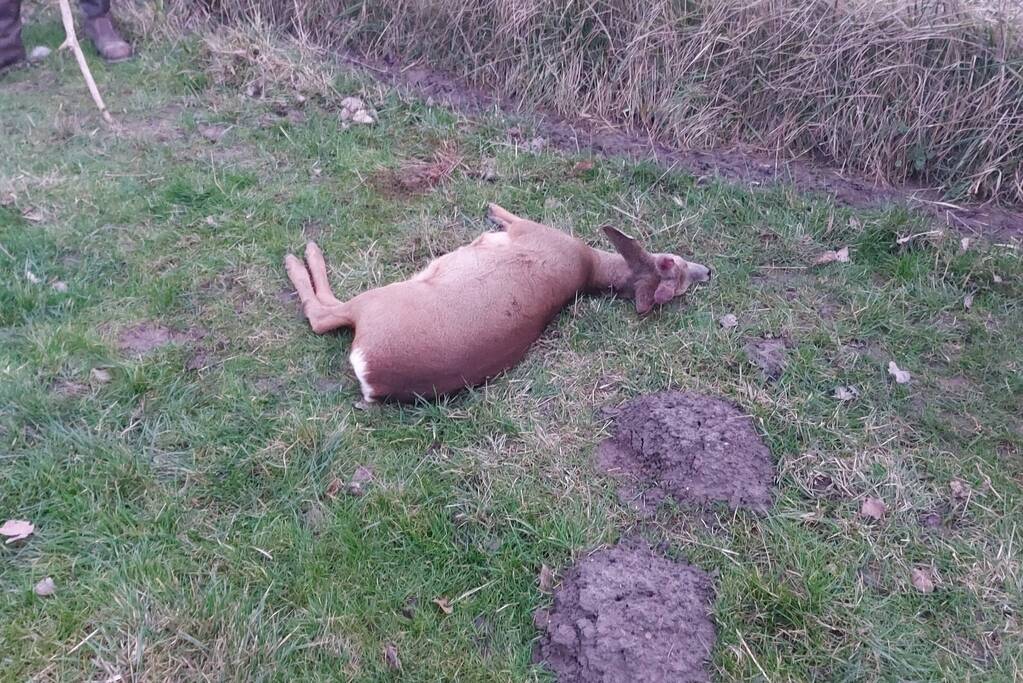 Hertje rent tegen hekwerk en raakt gewond