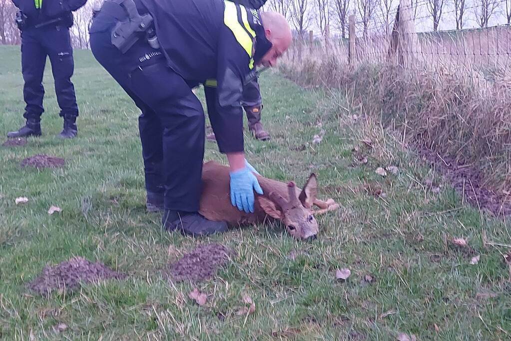 Hertje rent tegen hekwerk en raakt gewond