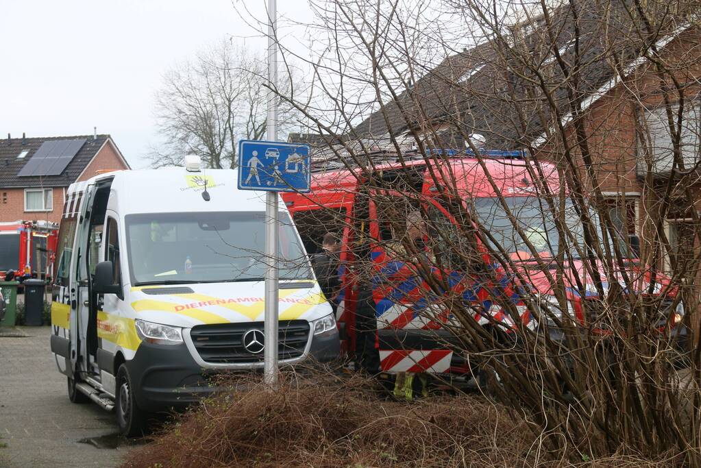 Duikers van de brandweer redden vastzittende meeuw